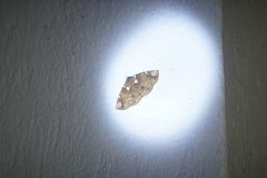 Antiblemma albipunctata