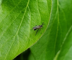 Rhaphium