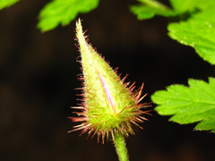 Rubus pungens oldhamii
