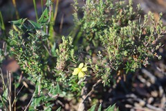 Hibbertia australis