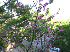 Prunus davidiana