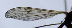 Austrolimnophila stewartiae