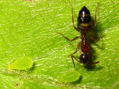 Camponotus vitiosus
