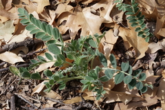 Astragalus mollissimus