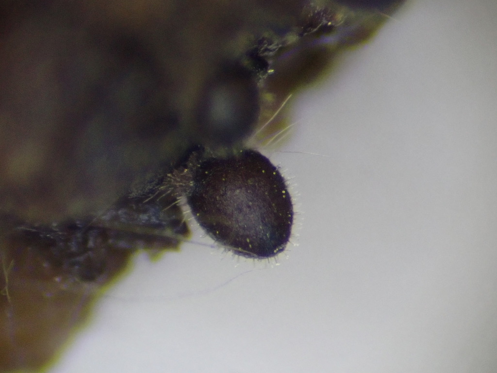 Cercophora scortea