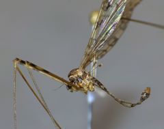 Austrolimnophila stewartiae