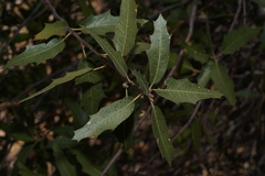 Quercus graciliformis