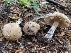 Saproamanita manicata