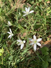 Ornithogalum umbellatum