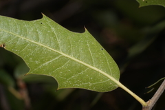 Quercus graciliformis