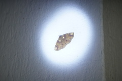 Antiblemma albipunctata