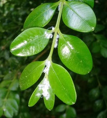 Psylla buxi