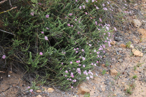 Image of Metalasia fastigiata by (c) Tony Rebelo, some rights reserved (CC BY-SA)