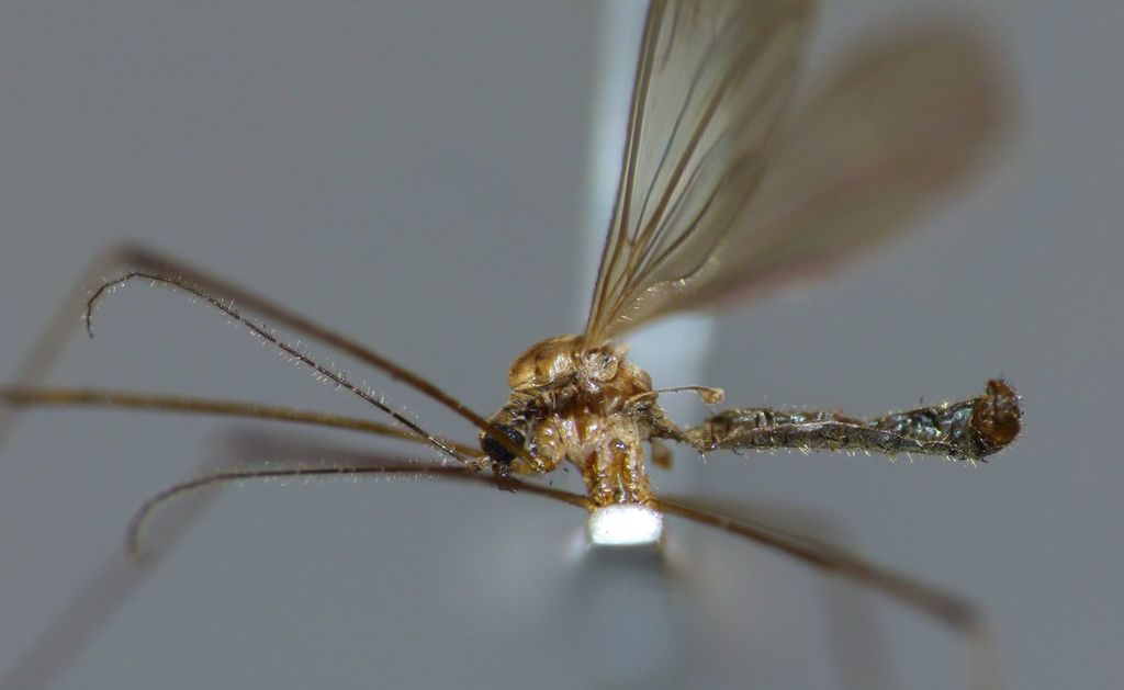 Metalimnophila