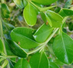 Monarthropalpus flavus