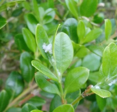 Psylla buxi