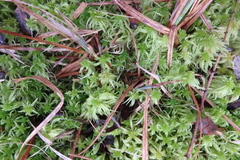 Sphagnum riparium