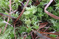 Sphagnum riparium