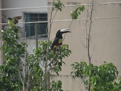 Pteroglossus aracari