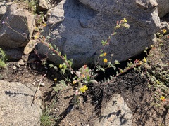 Camissoniopsis hirtella