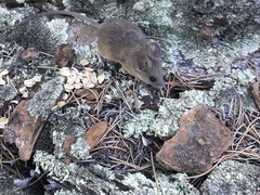 Peromyscus fraterculus