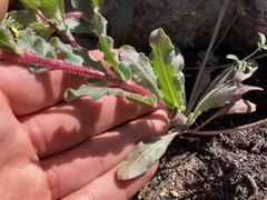 Camissoniopsis hirtella