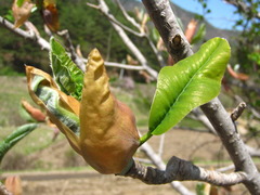Magnolia obovata