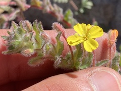 Camissoniopsis hirtella