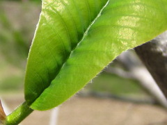 Magnolia obovata