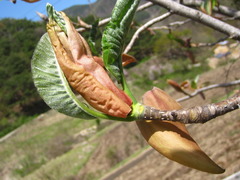 Magnolia obovata