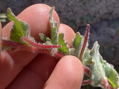 Camissoniopsis hirtella
