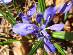 Iris rossii