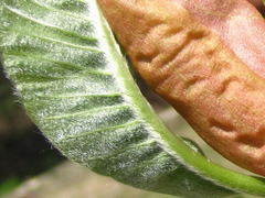 Magnolia obovata