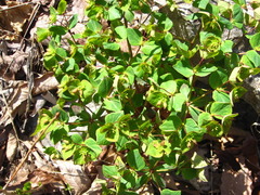 Euphorbia sieboldiana