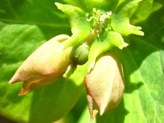 Euphorbia sieboldiana