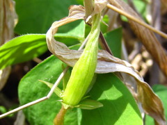 Oxalis obtriangulata