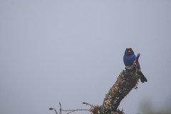 Iridosornis rufivertex