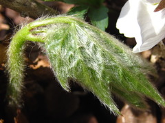 Ainsliaea acerifolia