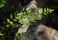 Pellaea pteroides