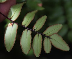 Pellaea pteroides