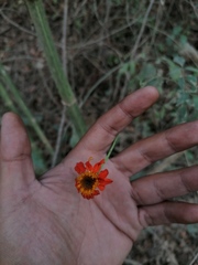 Adenophyllum aurantium