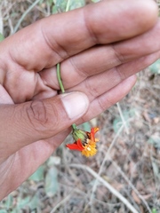 Adenophyllum aurantium