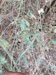 Adenophyllum aurantium