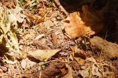 Aspidoscelis guttatus