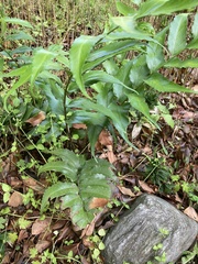 Cyrtomium devexiscapulae