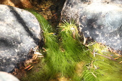 Isolepis digitata