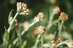 Pseudognaphalium cheiranthifolium