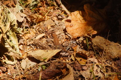 Aspidoscelis guttatus