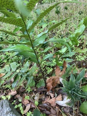 Cyrtomium devexiscapulae