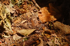 Aspidoscelis guttatus